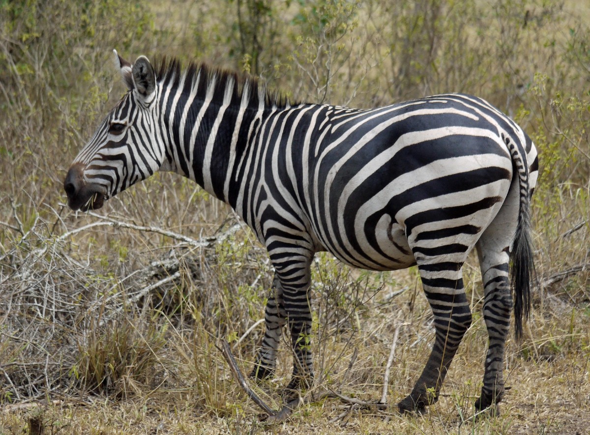 Zebra
